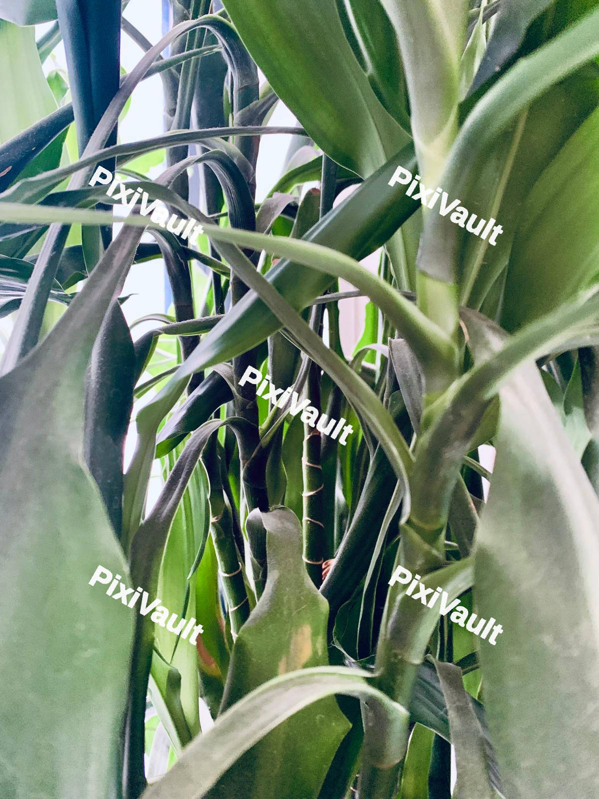 Green Bamboo Plant